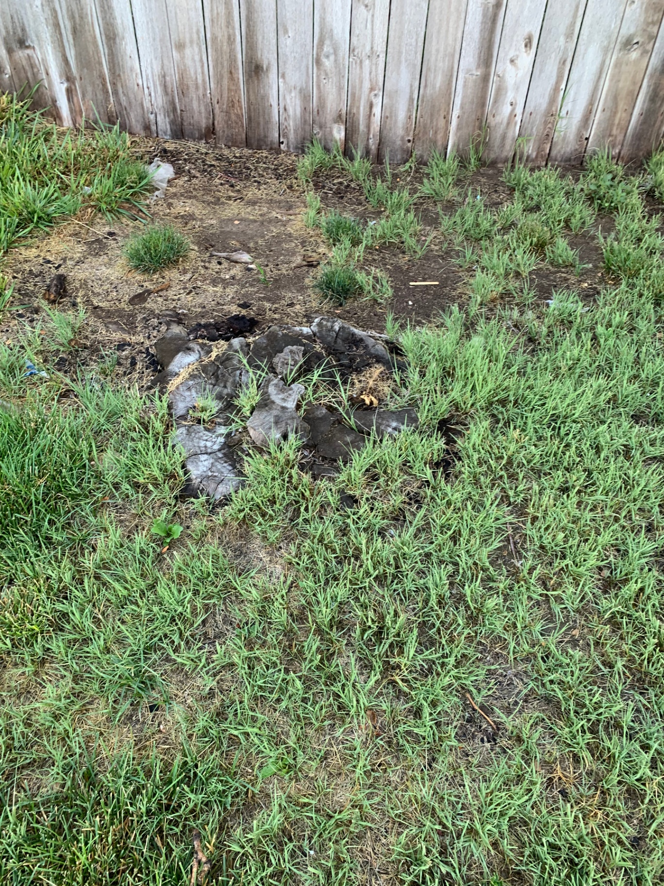 Old rotted stump ground down flush with the lawn
