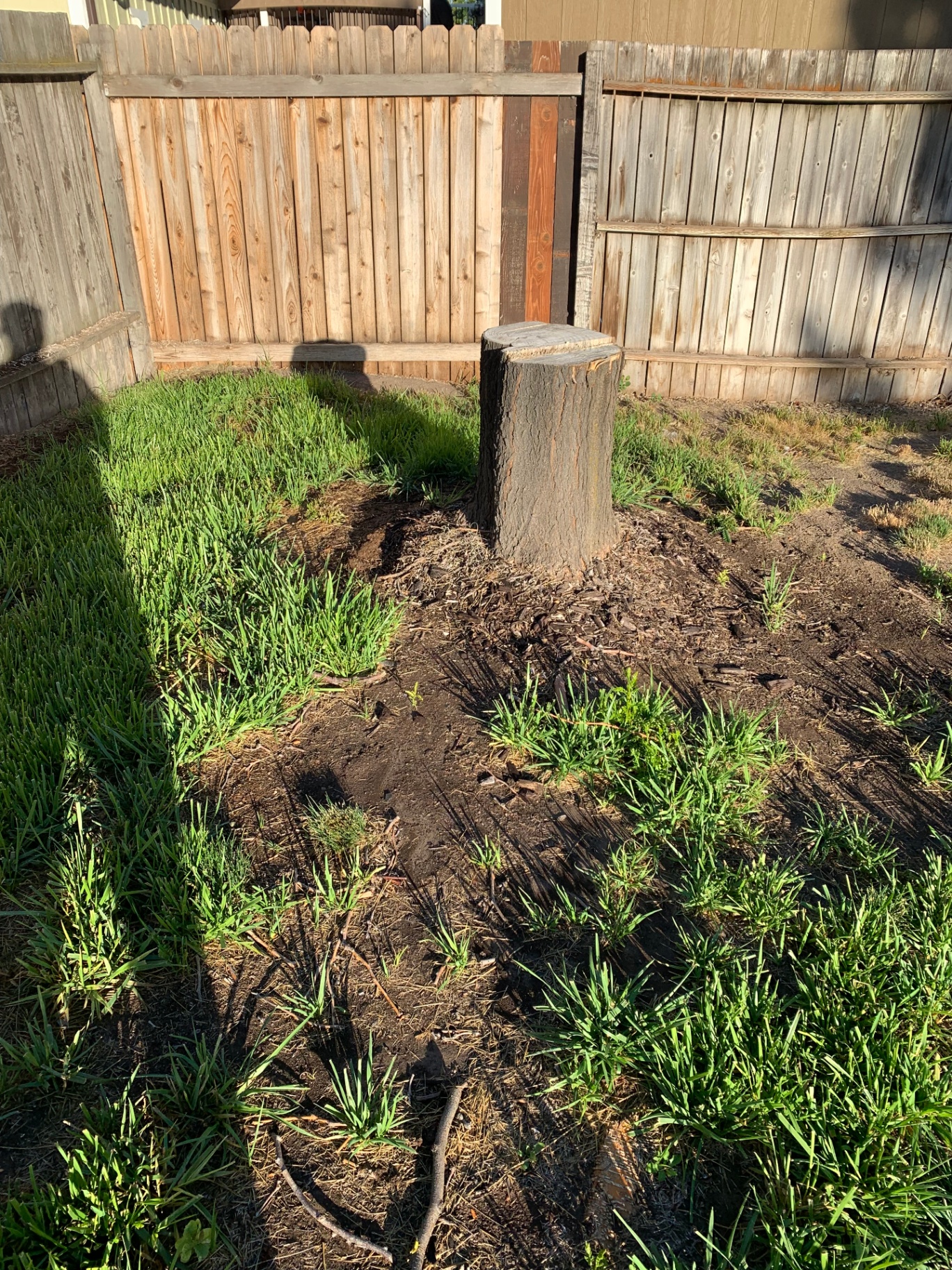 Tree stump in a Utah backyard before stump grinding