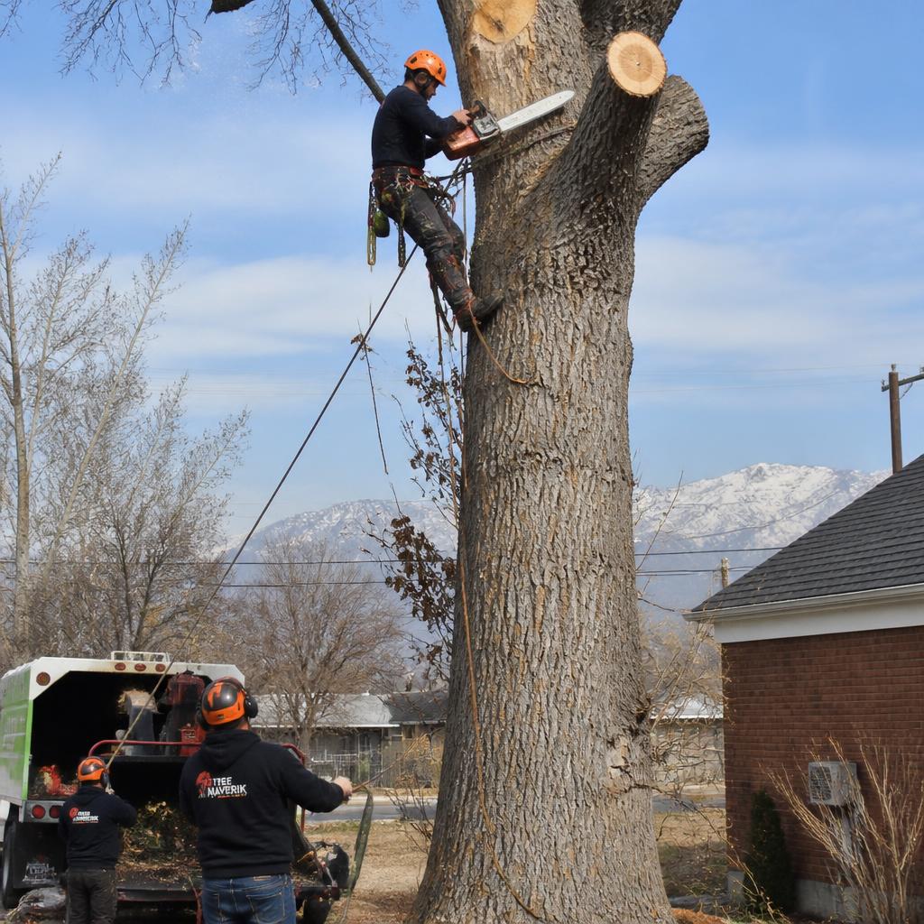 Certified arborist performing tree removal on a large pine in Utah